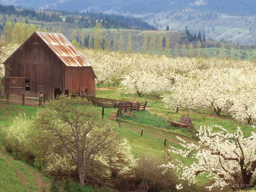 The Promise of Spring, Mosier, Oregon